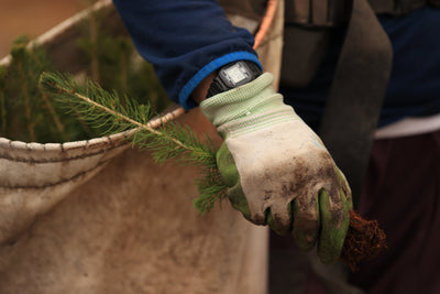 🌿 Healthtree's Growing Impact: Over 11,800 Trees and 7,300 Kelp Restored with Veritree