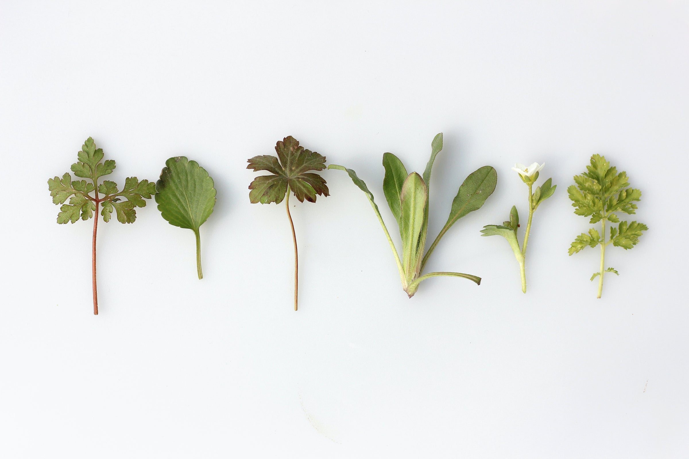 Fruit and Plant Concentrates